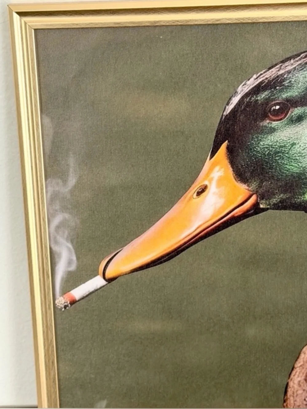 N/A mallard duck